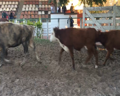 Lote 29 Terneras en Esquina, Corrientes