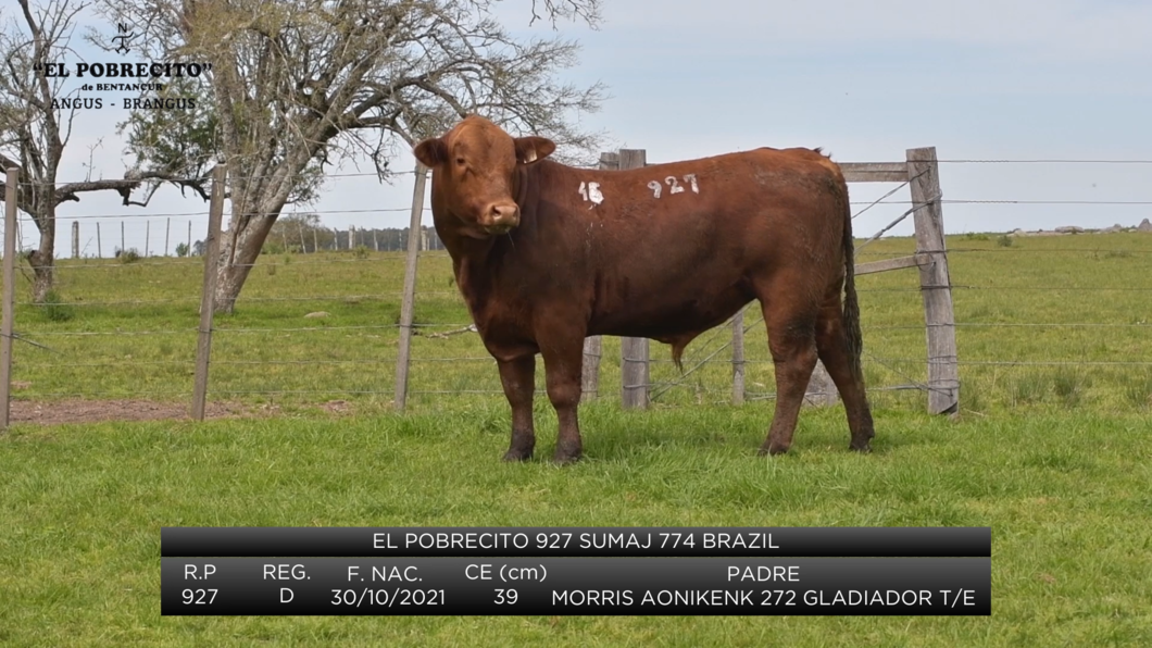 Lote 2 Toros Brangus a remate en El Pobrecito, Durazno