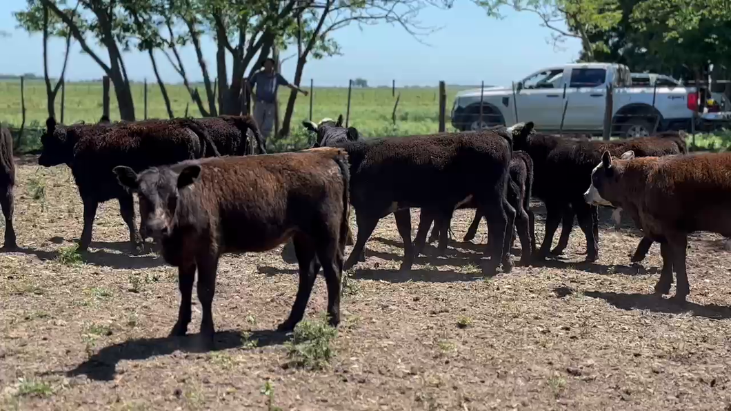 Lote 30 Terneros/as