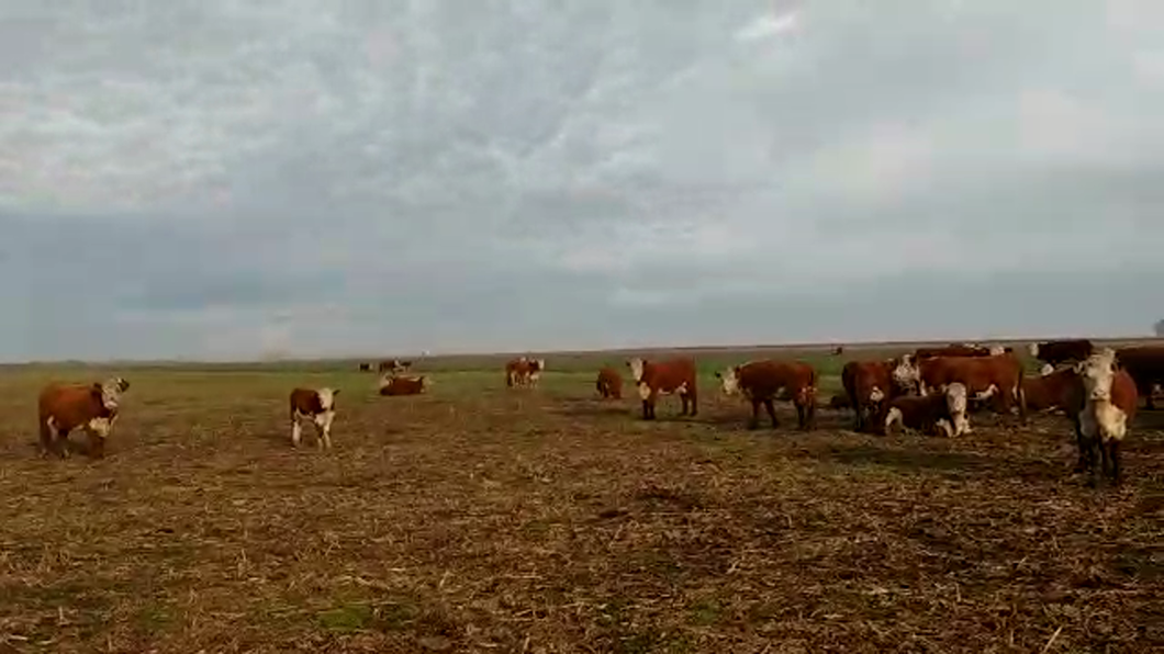 Lote 35 Vacas CUT preñadas en Buenos Aires, Monte