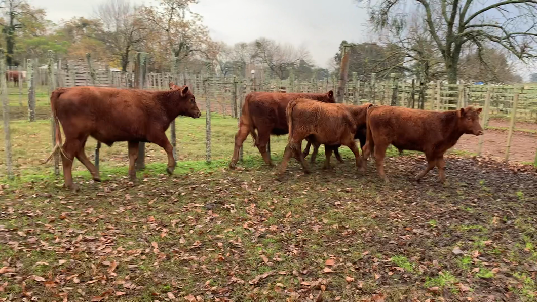 Lote 5 Novillos 1 a 2 años