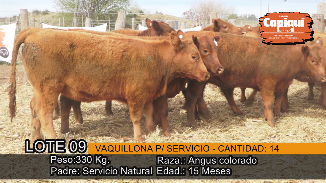 Lote VAQUILLONAS PARA SERVICIO