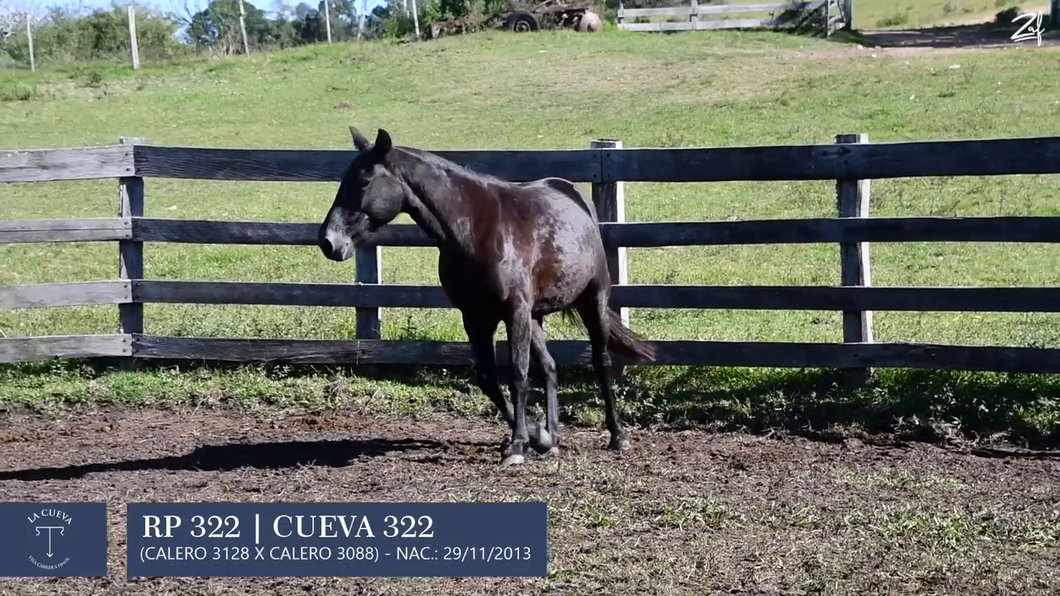 Lote Yegua de andar