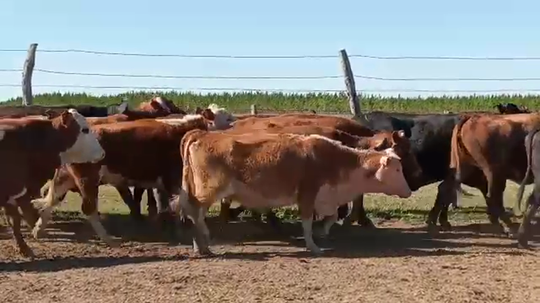 Lote 80 Vacas de invernar en Corrientes, Tapebicuá