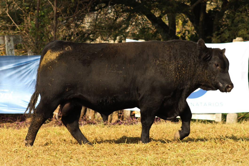 Lote CABAÑA COEMBOTÁ: RP 251