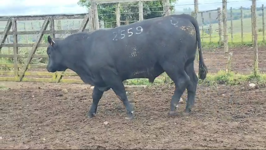 Lote Toros Roca Negra