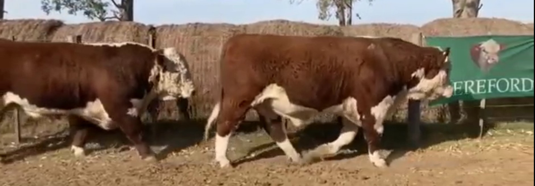 Lote CABAÑA EL TERRUÑO