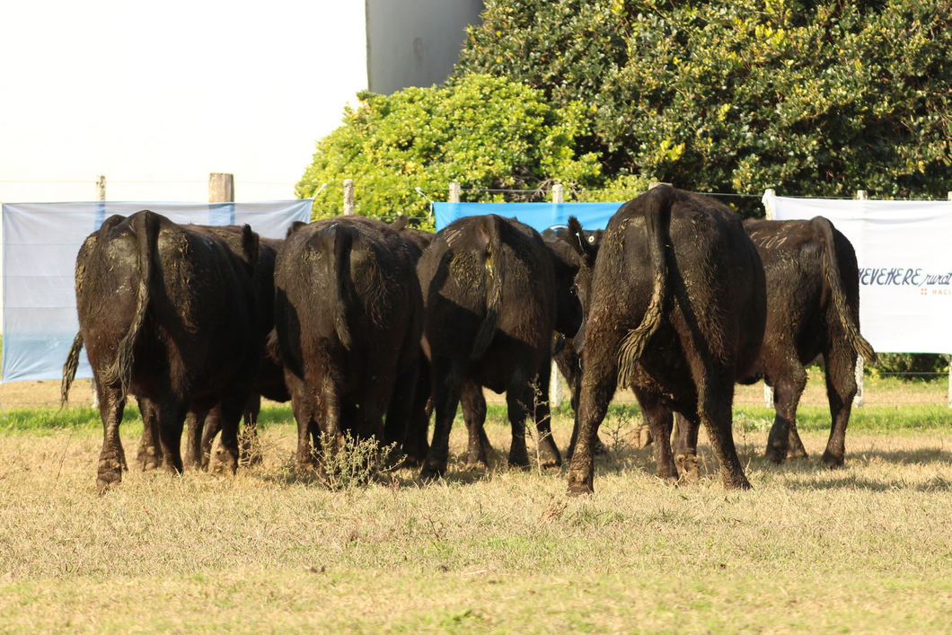 Lote CABAÑA “COEMBOTÁ” de Calderón: 10 VAQUILLAS MAS PREÑADAS