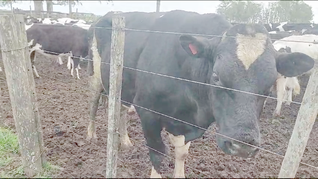 Lote Toros Holando a remate en Aniversario 115 Años - Camy 850kg -  en Libertad