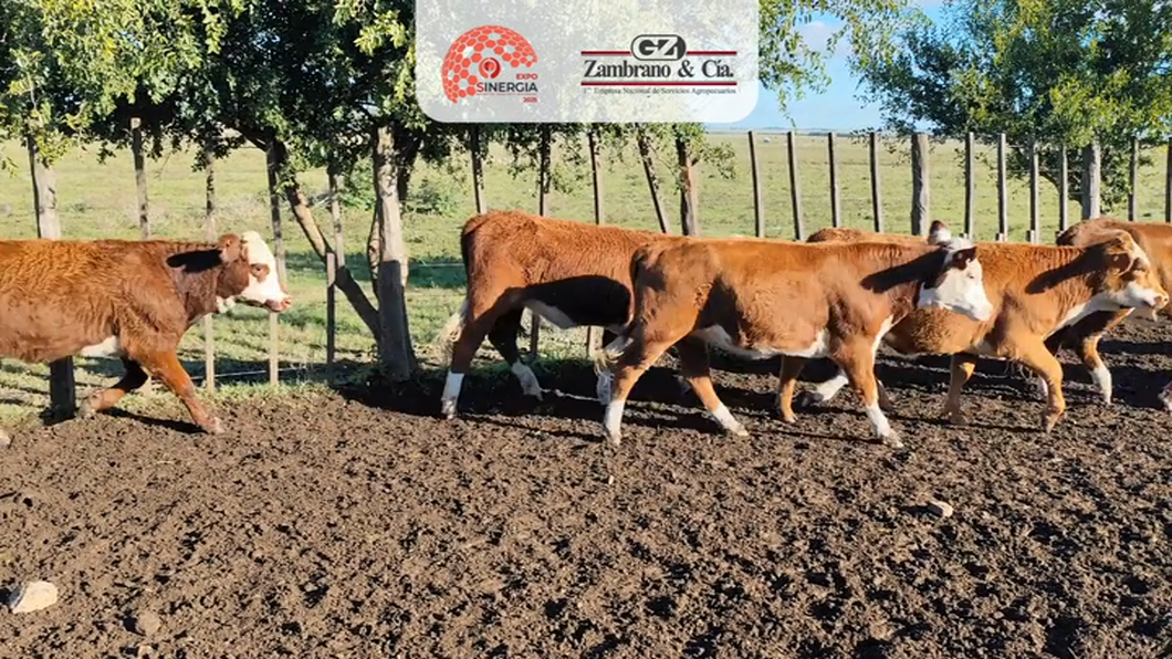 Lote Lote 15