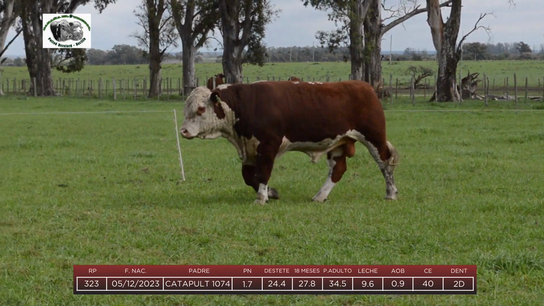 Lote Toros a remate en 6to Remate Anual Cabaña "El Trébol" de Martín Salto Stefani, Paysandú