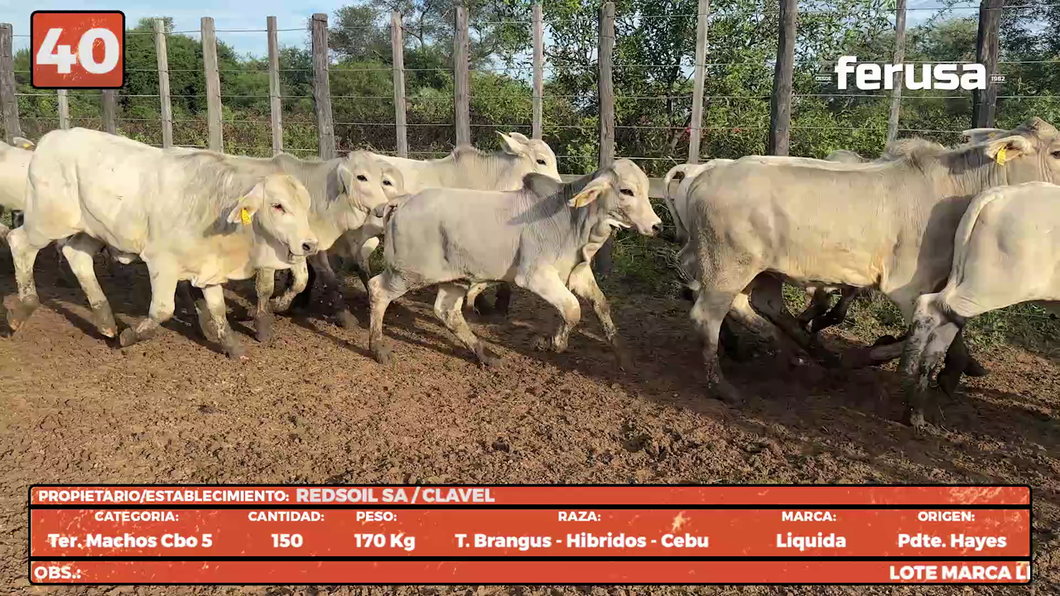 Lote LOTE 40