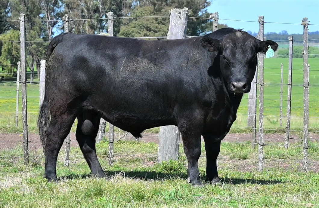 Lote TOROS LA ORACION