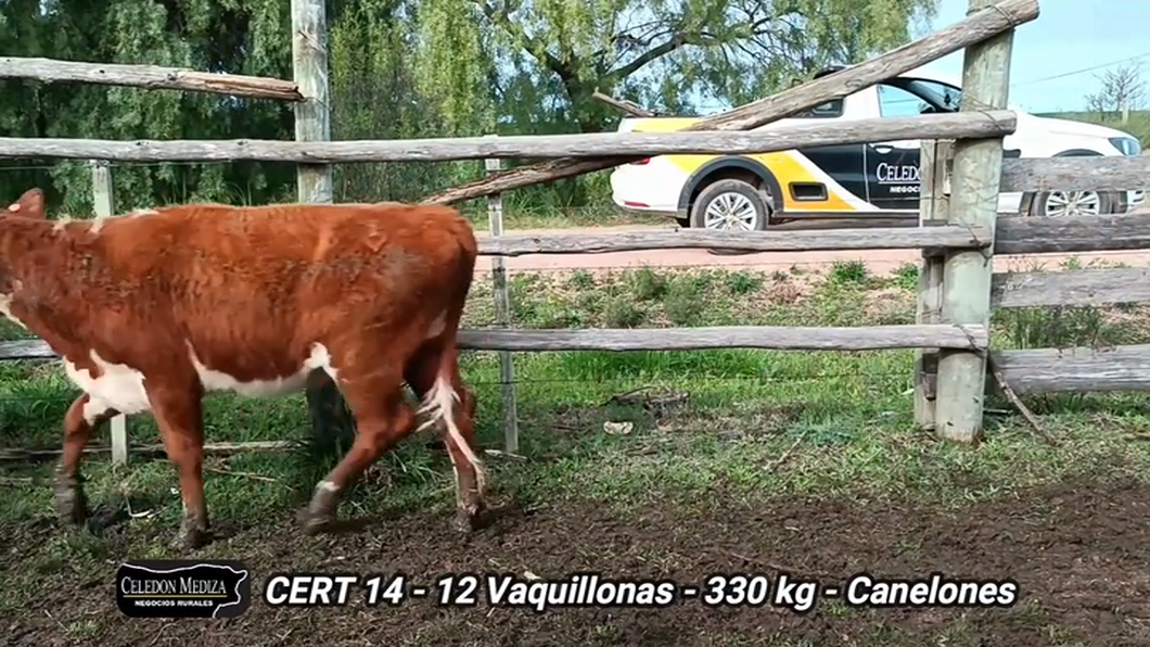 Lote 12 Vaquillonas 1 a 2 años en Canelones