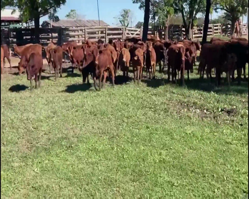 Lote 110 Terneras en El Colorado, Formosa