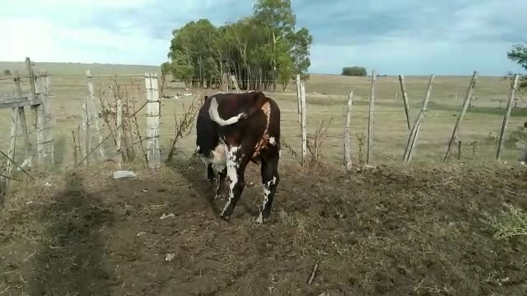 Lote (Vendido)Toros NORMANDO a remate en #30 Pantalla Carmelo en PUNTAS DEL ROSARIO