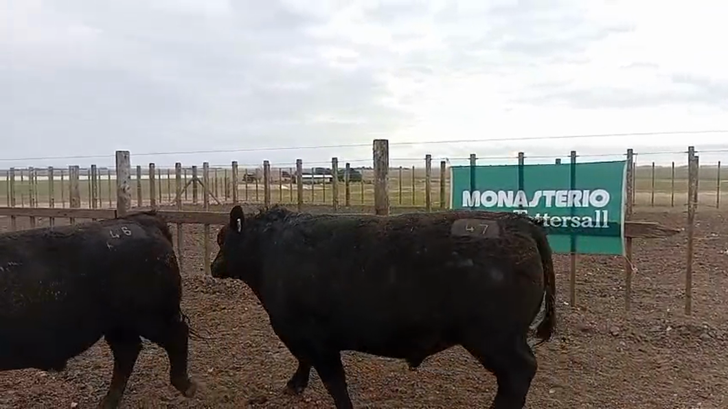 Lote Toros