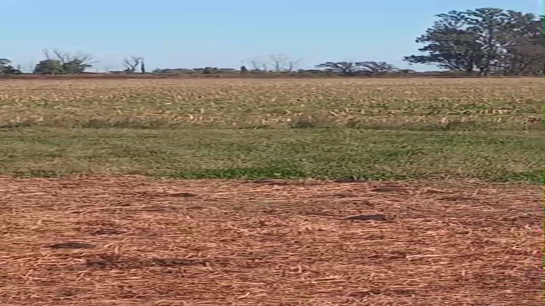 Lote 27 Novillos Holando Argentino en Humberto 1º, Santa Fe