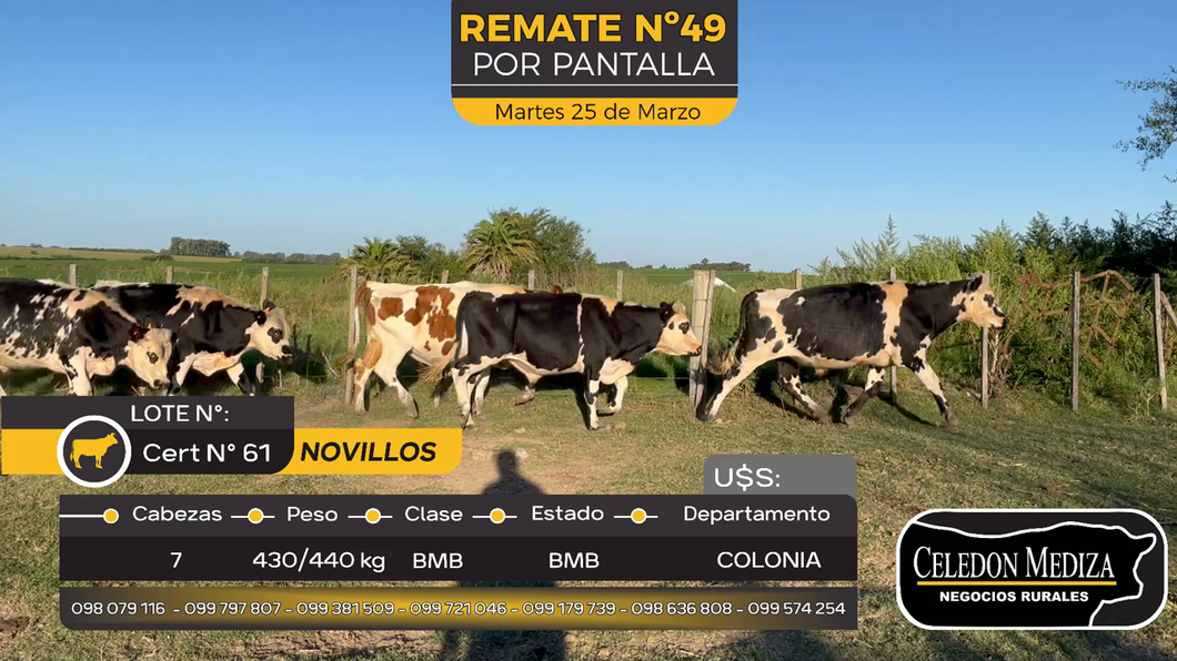 Lote 7 Novillos en Otra Localidad, Colonia