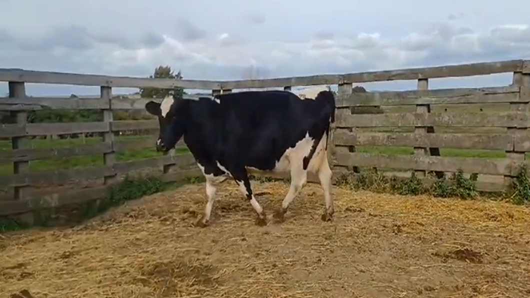 Lote (Vendido)Vacas preñadas a remate en #46 Pantalla Carmelo en PANTANOSO