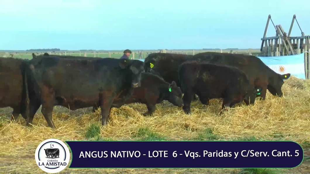 Lote VACAS Y VAQUILLONAS PARIDA Y CON SERVICIO