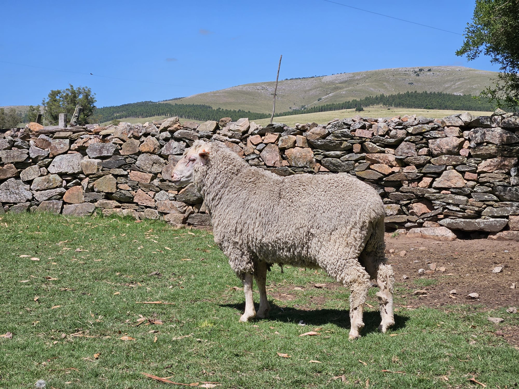 Lote Carneros a remate en Subasta Online - Nambi Guasu, Lavalleja