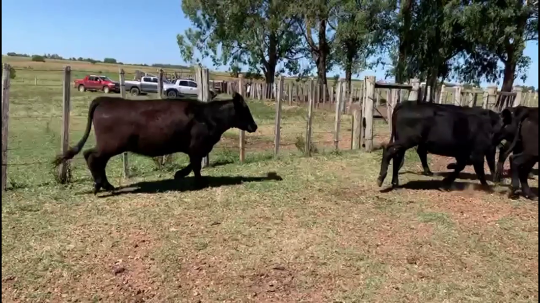 Lote VAQUILLONAS 1A2 AÑOS