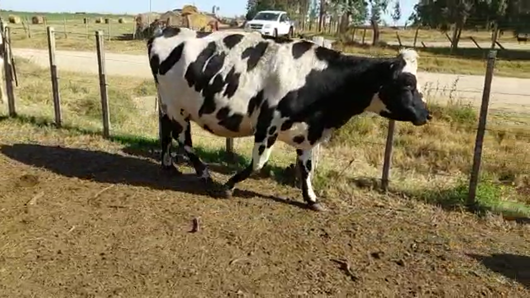 Lote 2 Vacas de Invernada HOLANDO a remate en PANTALLA CAMY 480kg - , San José