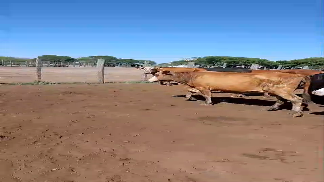 Lote 22 Vacas y 8 Novillitos Braford y sus cruzas en Sta. Margarita, Santa Fe