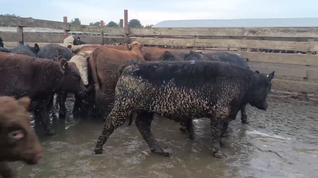 Lote 20 Novillo Gordo en Los Ángeles, VIII Región Biobío