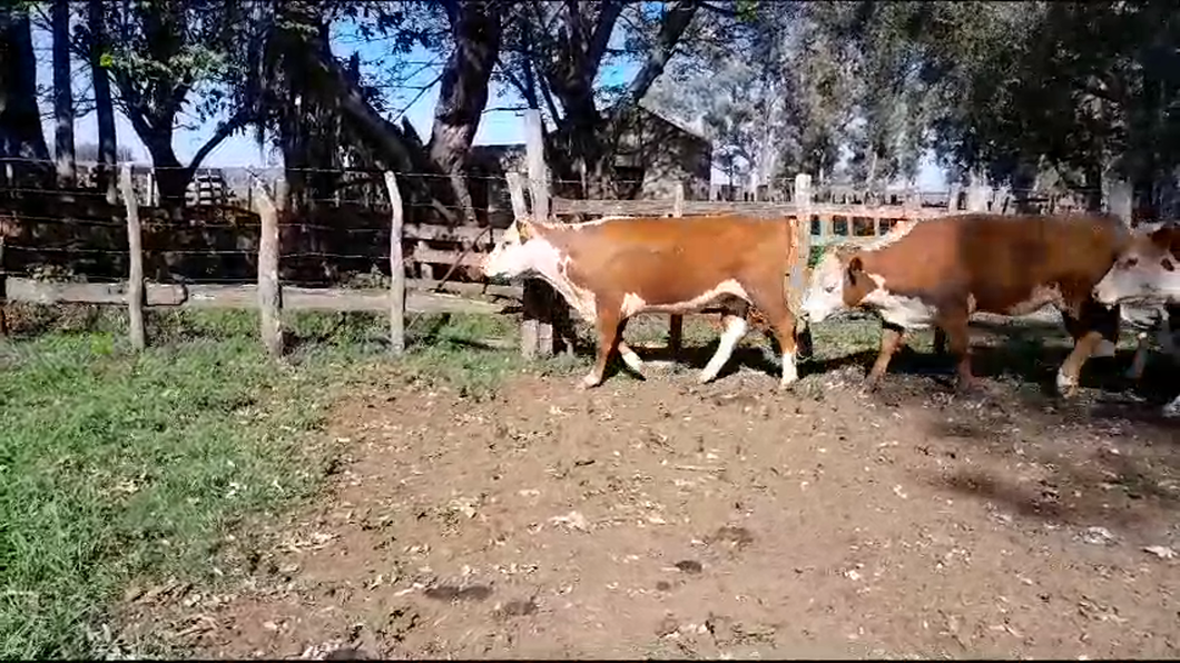 Lote (Vendido)7 Vaquillonas más de 2 años 7 HE a remate en Daniel Medina - Expo Salto 378kg -  en BALTASAR BRUM