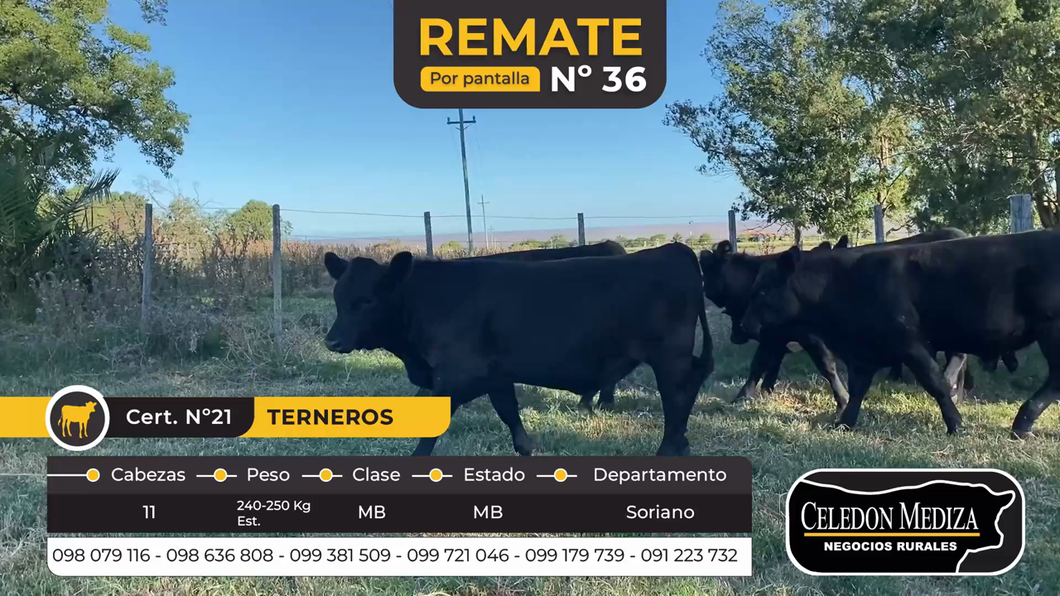 Lote 11 Terneros en Riachuelo, Colonia