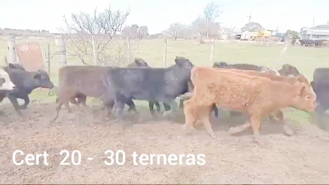 Lote TERNERAS