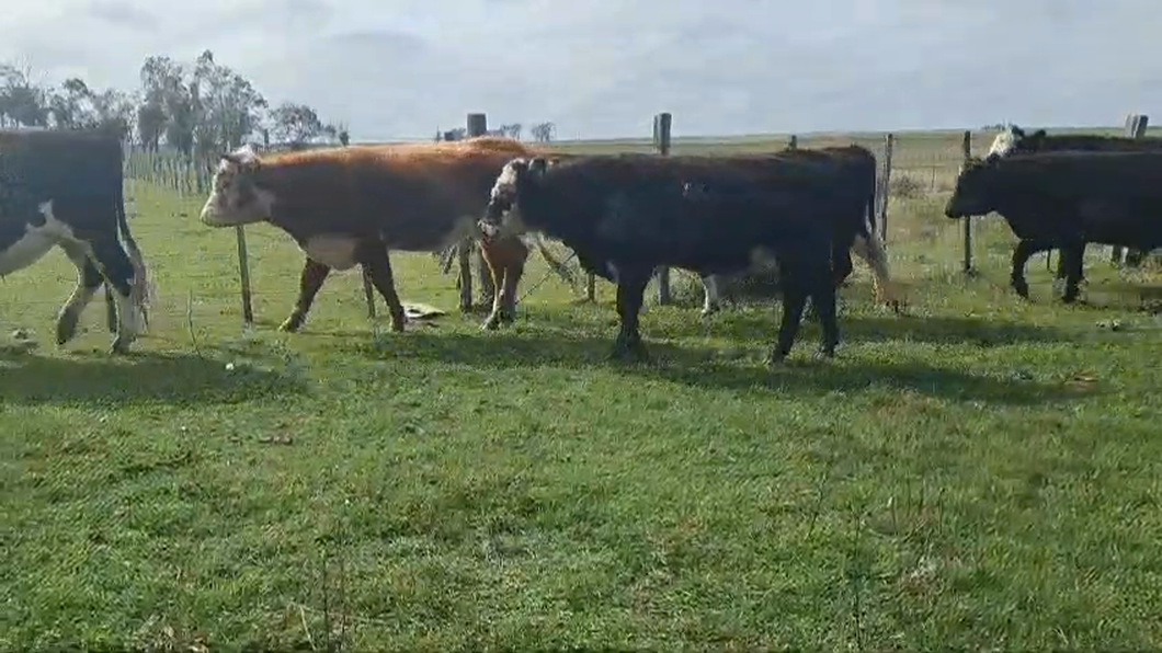 Lote 8 Novillos 2 a 3 años 8 AA,  2 RA a remate en Pantalla Expo Salto - Daniel Medina 435kg -  en PATITAS. 32 KM DE B.BRUM. 50 KM DE T. ARAPEY