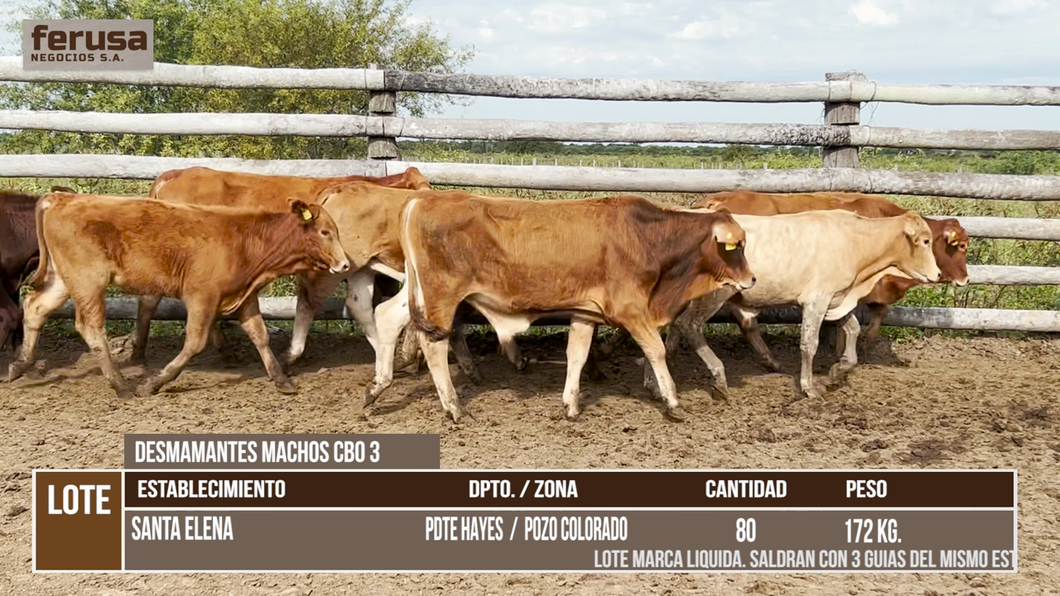 Lote LOTE 4