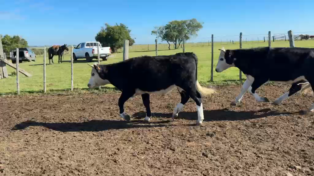 Lote NOVILLOS 1 a 2 AÑOS