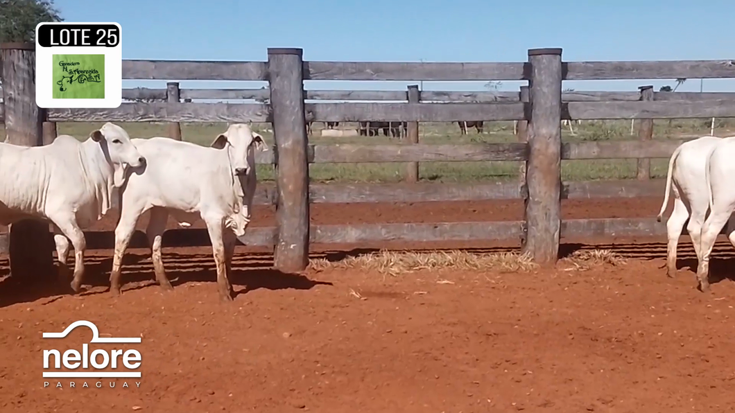 Lote LOTE 25