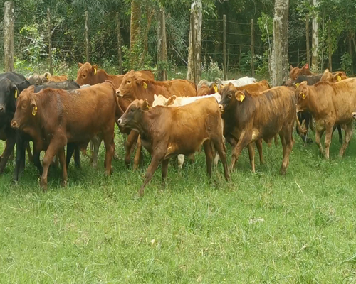 Lote 40 Desm. Machos Paraguari