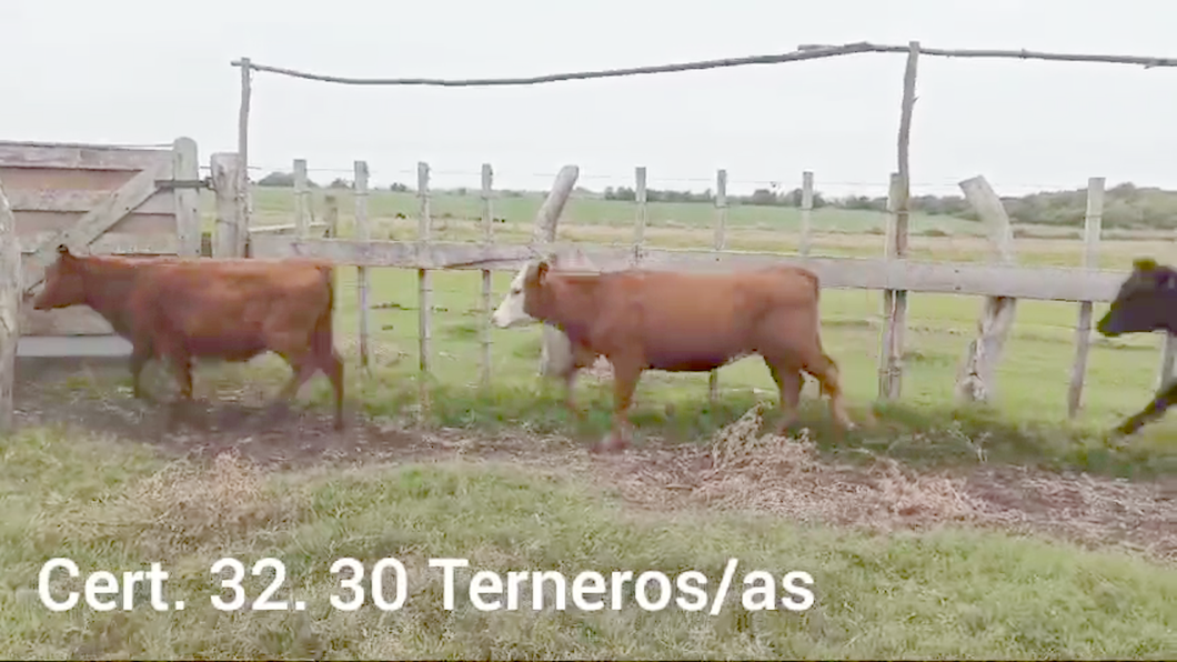 Lote TERNEROS Y TERNERAS