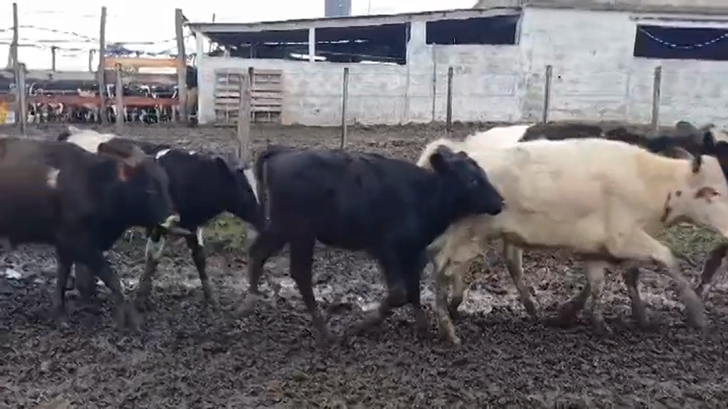 Lote 18 Terneros Holando HOLANDO a remate en #48 Pantalla Carmelo 150kg -  en BOCA DEL CUFRE