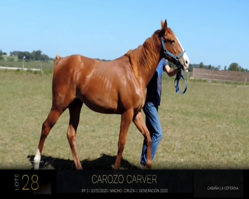 Lote CAROZO CARVER