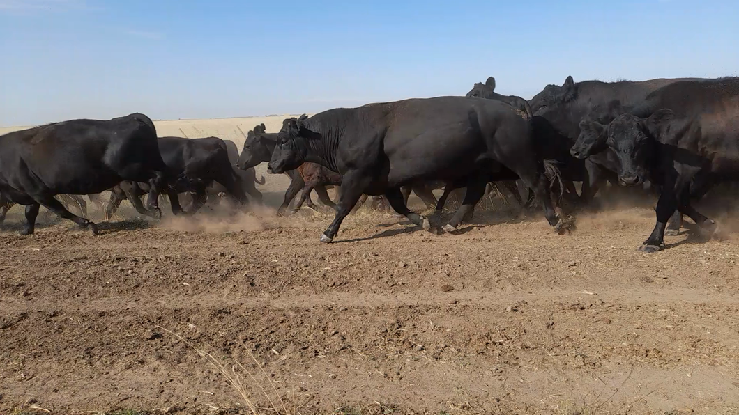 Lote 50 Terneros A TÉRMINO en Laprida