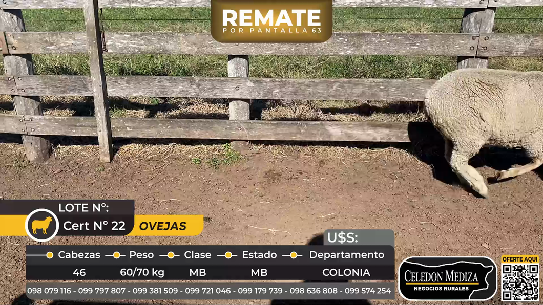 Lote 46 Ovejas en Víboras, a 15 km de Carmelo, Colonia