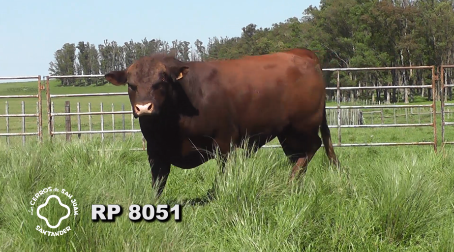 Lote 2 Toros Red Angus a remate en Los Cerros de San Juan - Santander, Artigas