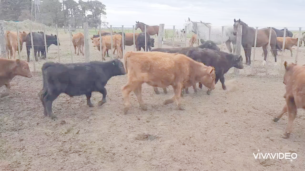 Lote 47 Terneros en De la Garma, Buenos Aires