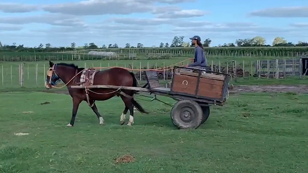 Lote CABALLO