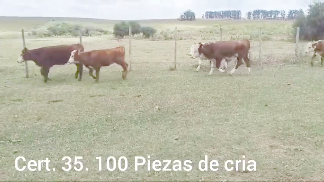 Lote PIEZAS DE CRIA