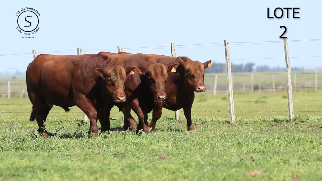 Lote 3 Toros a remate en 5° REMATE ANUAL SANTA INES, Artigas