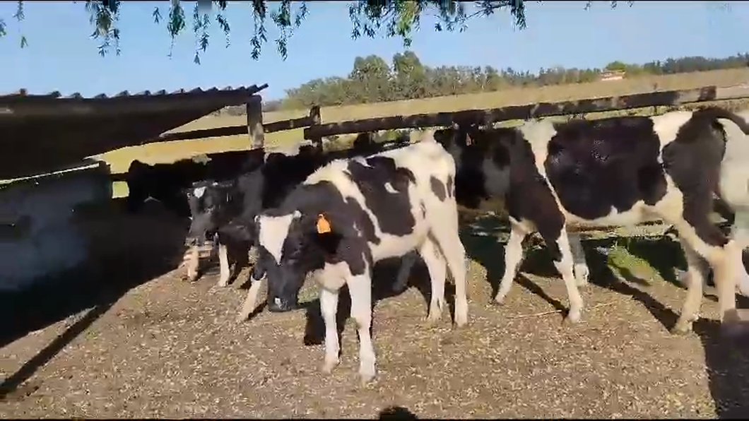 Lote 6 Novillos Holando a remate en 9° Entre Martillos 200 kg -  en Los Cerrillos