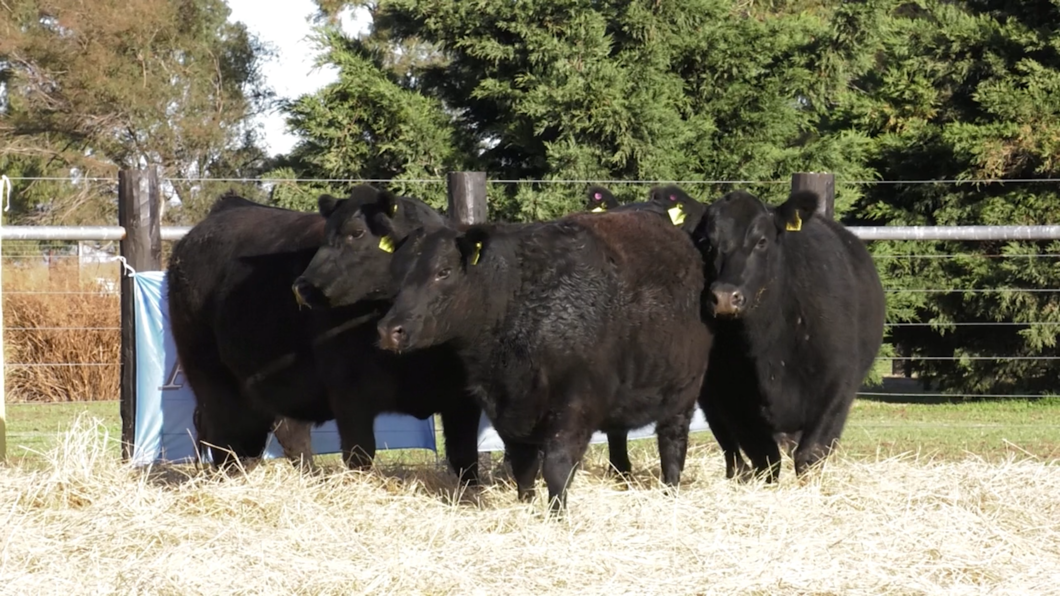 Lote VAQUILLONAS ANGUS PURO CONTROLADAS